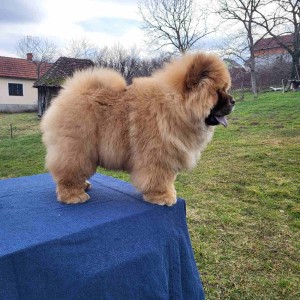 Čau Čau Chow Chow Štenci