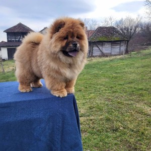 Čau Čau Chow Chow Štenci