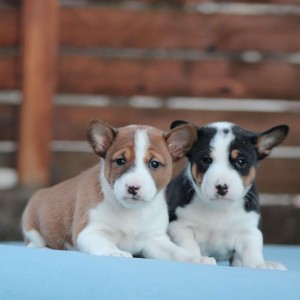 Basenji stenci povoljno