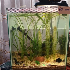 Akvarij kocka, 44 litre