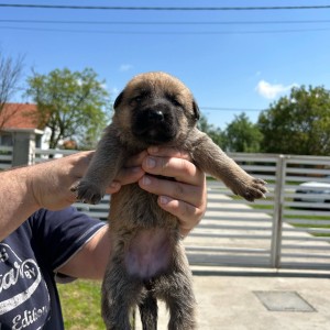 Stenci njemackog i belgijskog ovcara