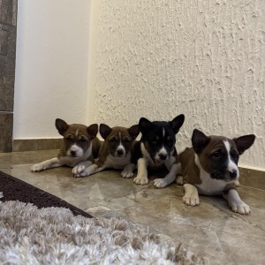 Basenji stenci povoljno