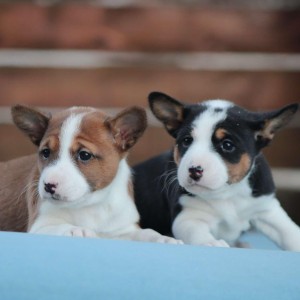 Basenji stenci povoljno