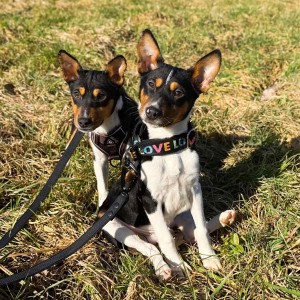 Basenji stenci povoljno