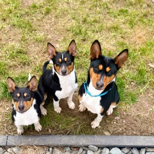 Basenji stenci povoljno