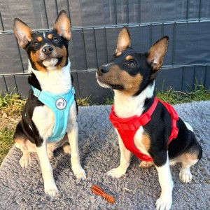 Basenji stenci povoljno