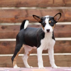Basenji stenci povoljno