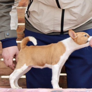Basenji stenci povoljno