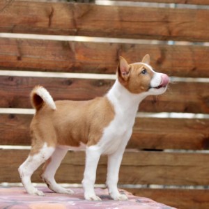 Basenji stenci povoljno