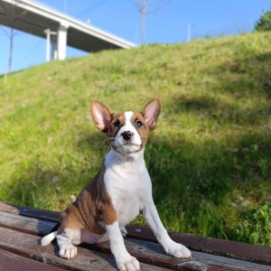 Basenji stenci povoljno