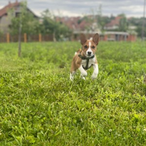 Basenji stenci povoljno
