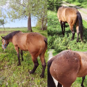 Appaloosa pastuh