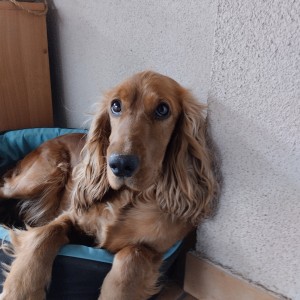 Koker španijel