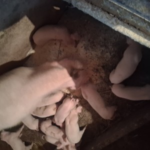 Krmača sa 13 prasaca