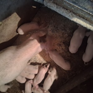 Krmača sa 13 prasaca