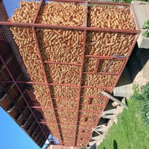 Kukuruzana za kukuruz u klipu bjelovar okolica