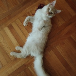 Maine Coon mačići s rodovnikom