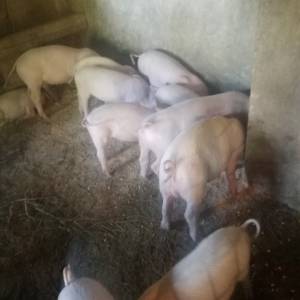 Prasci bjelovar okolica 8 kom