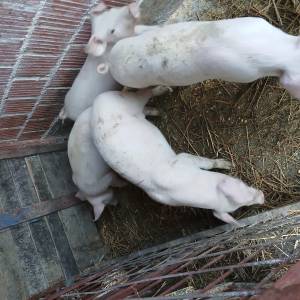 Prasci odojci 8 kom bjelovar okolica 4.5 e/kg