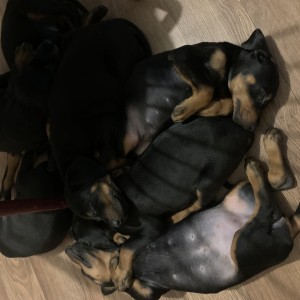 Štenci dobermana