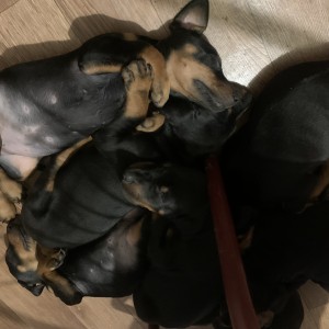 Štenci dobermana