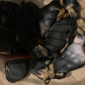 Štenci dobermana