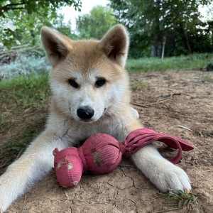 Akita inu štene