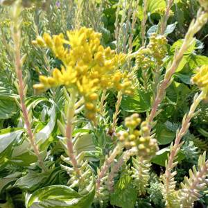 POPUST 25% Prodajem sadnice ŽEDNJAK (sedum) i SEDUM Delosperma cooperi