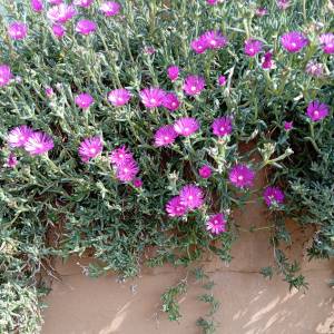 POPUST 25% Prodajem sadnice ŽEDNJAK (sedum) i SEDUM Delosperma cooperi