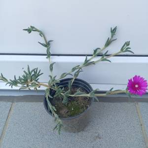 POPUST 25% Prodajem sadnice ŽEDNJAK (sedum) i SEDUM Delosperma cooperi