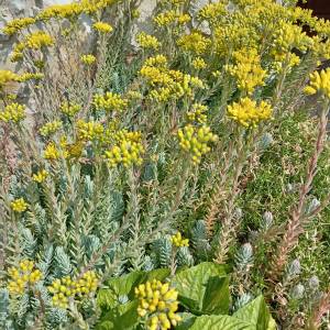 POPUST 25% Prodajem sadnice ŽEDNJAK (sedum) i SEDUM Delosperma cooperi