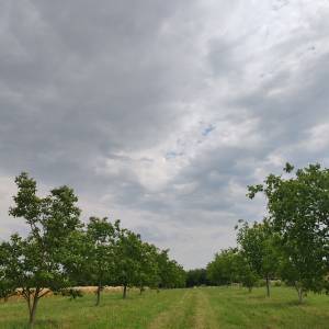 Prodajem zelene orase