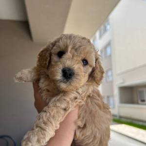 Štenci toy/mini pudle – zdravlje, ljubav i EU putovnica uključeni!