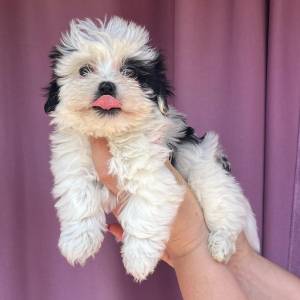Bichon Havanese, Bichon Havanezer, Havanski Bišon - psići - video