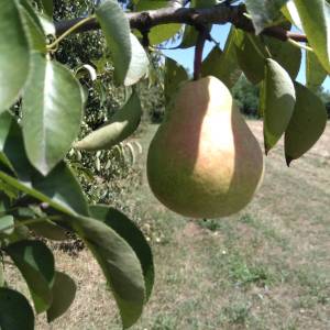 KRUŠKE VILJAMOVKE – IDEALNE ZA DESTILAT I PRERADU – 0,90 €/kg