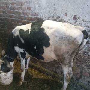 Telad