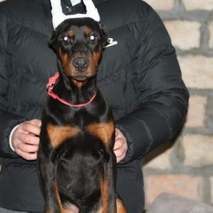 Na prodaju štenci dobermana različitog uzrasta