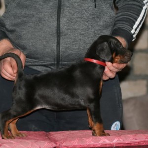 Na prodaju štenci dobermana različitog uzrasta