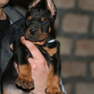Na prodaju štenci dobermana različitog uzrasta