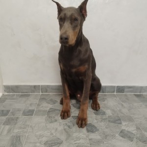 Na prodaju štenci dobermana različitog uzrasta