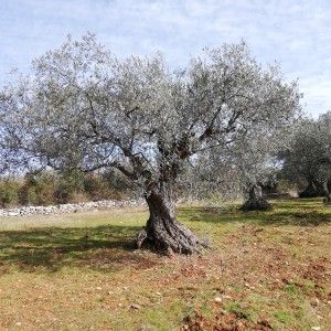 Maslinik