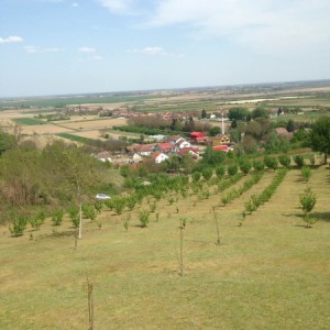 NASAD LJEŠNJAKA