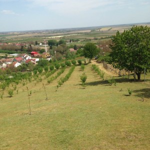 NASAD LJEŠNJAKA