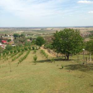 NASAD LJEŠNJAKA
