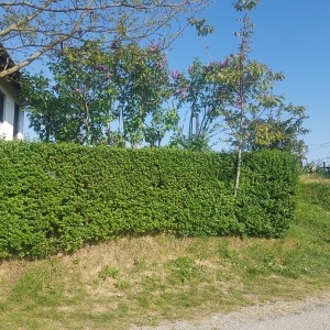 Vinograd i voćnjak