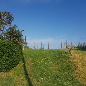 Vinograd i voćnjak