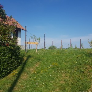 Vinograd i voćnjak