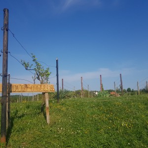 Vinograd i voćnjak