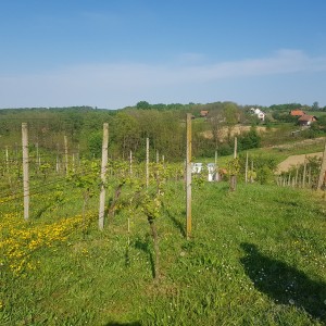 Vinograd i voćnjak