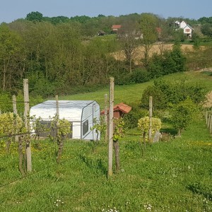 Vinograd i voćnjak